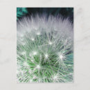 Search for dandelion postcards White