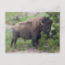 Search for buffalo postcards Funny