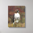Search for red tail hawk art Buteo jamaicensis