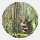Search for redwood forest stickers Tree