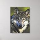 Search for grey wolf canvas prints Forest