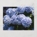 Search for blue hydrangea postcards Flower