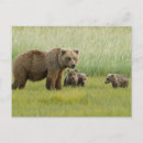 Search for sow postcards Bear