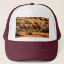 Search for humpbacked hats Wildlife