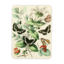 Search for vision magnets Butterflies