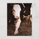 Search for holstein postcards Dairy