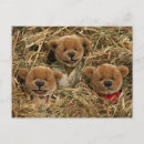 Search for bear kid postcards Kids