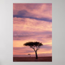 Search for acacia posters Colour image