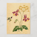 Search for vintage botanical postcards Hummingbird