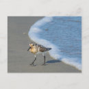 Search for sandpiper postcards Wildlife