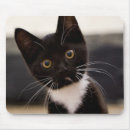Search for tuxedo mousepads Kitten