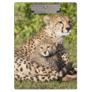 Search for environment clipboards Ie