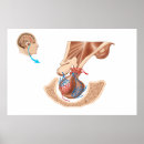 Search for gland posters Cutout