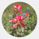 Search for paintbrush photography Nature