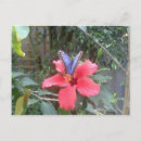 Search for butterflies fluttering postcards Flowers