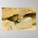 Search for breckenridge posters Vulpes vulpes