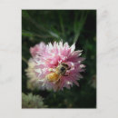Search for honey bee postcards Nature