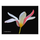 Search for tulipa posters Tulips