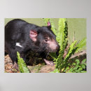 Search for tasmanian devil posters Marsupial