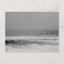 Search for white pelican postcards Nature