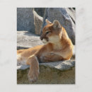 Search for cougar postcards Nature