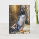 Search for penguins cards Arctic