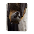 Search for flying bats magnets Halloween