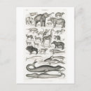 Search for mammals postcards Vintage