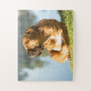 Search for boerboel Dog