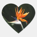 Search for orange bird stickers Flower