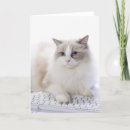 Search for ragdoll cat cards Cute