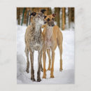 Search for brindle cards Greyhound