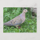 Search for the yard postcards Animals