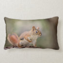 Search for red squirrel cushions Animal