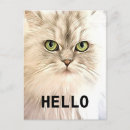 Search for angora Pets