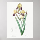 Search for exotic plants posters Floral