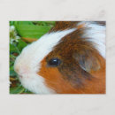 Search for cute pig postcards Pets