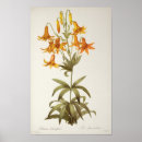 Search for lilium posters Illustration