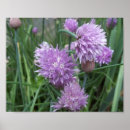 Search for cooking herbs posters Garden