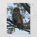 Search for hoot postcards Barred