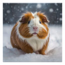 Search for cute guinea pig posters Cavy