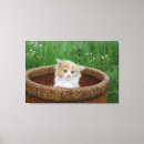 Search for long hair canvas prints Kitten