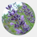 Search for lavender flower stickers Plant
