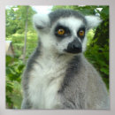Search for lemurs art Wildlife