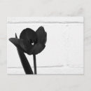 Search for tulips postcards Photography
