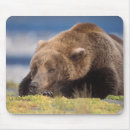 Search for brown bear electronics Portrait