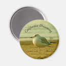 Search for seagull magnets Beaches