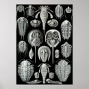 Search for prehistoric creatures posters Fossil