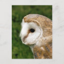 Search for barn owl postcards Owls