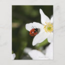 Search for ladybirds postcards Nature